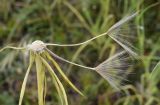 Tragopogon porrifolius. Осыпавшееся соплодие с последними неопавшими семянками. Испания, автономное сообщество Каталония, провинция Жирона, комарка Баш Эмпорда, муниципалитет Тороэлья-де-Монгри, долина Санта-Катерина, бровка балки, разнотравье. 23.05.2021.