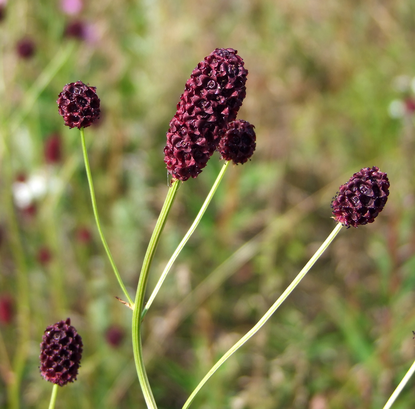 Изображение особи Sanguisorba officinalis.