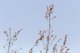 Anisodontea scabrosa