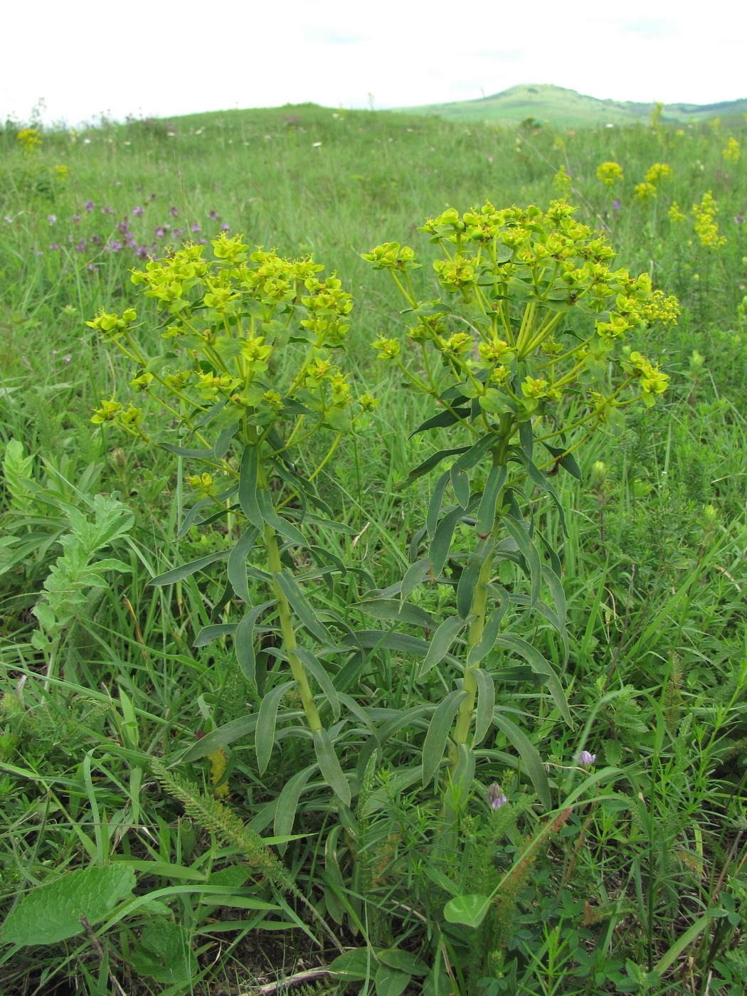 Image of Euphorbia seguieriana specimen.