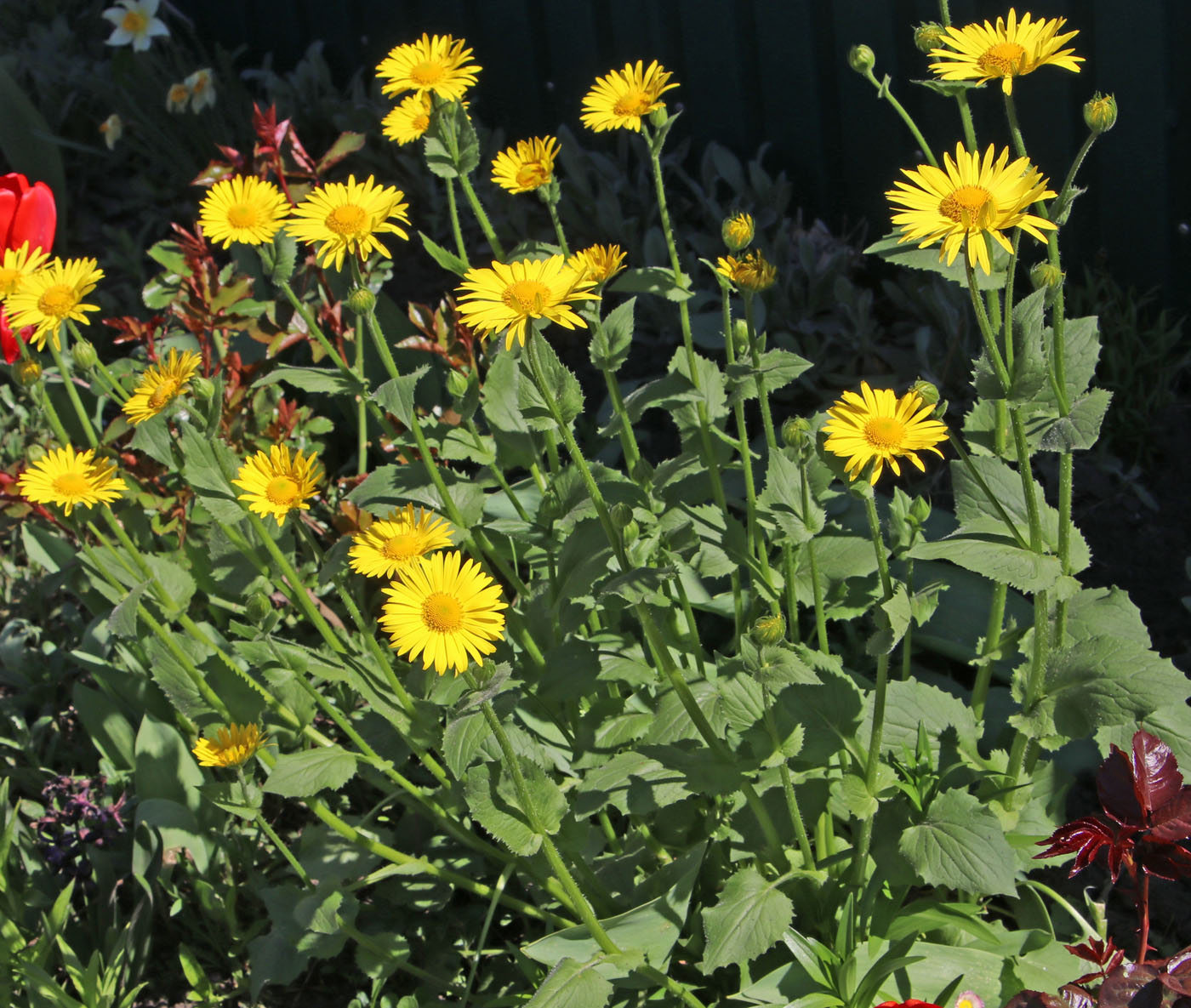 Image of Doronicum orientale specimen.