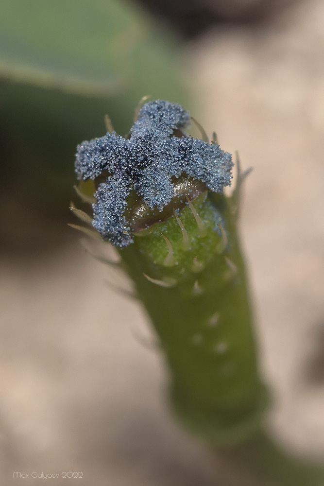 Image of familia Papaveraceae specimen.