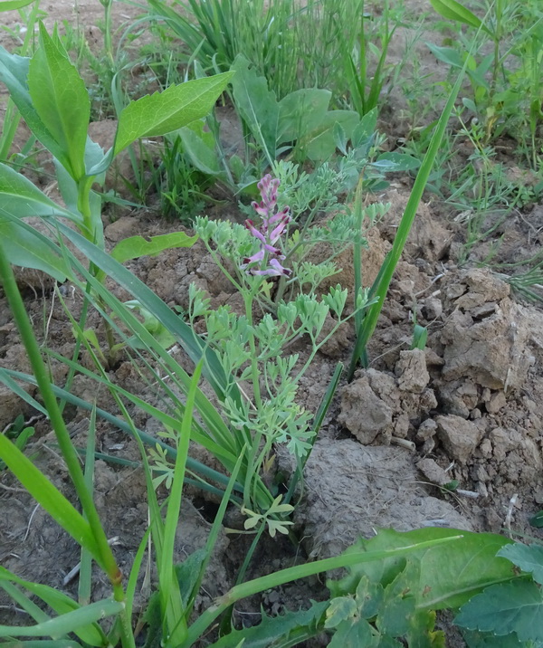 Изображение особи Fumaria officinalis.