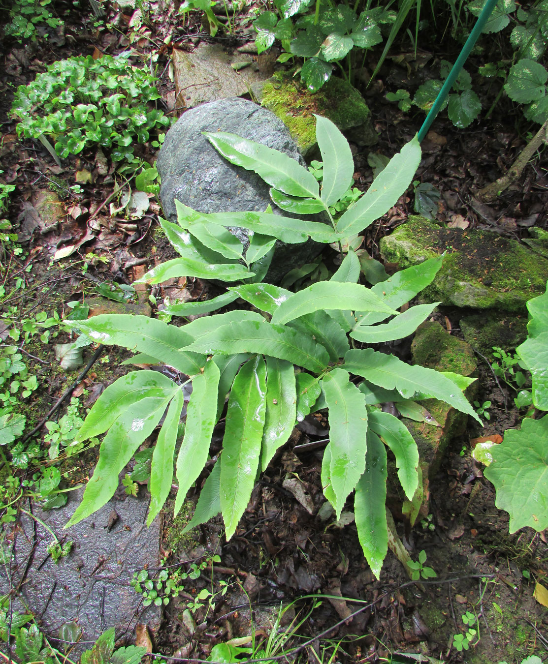 Image of Dryopteris sieboldii specimen.