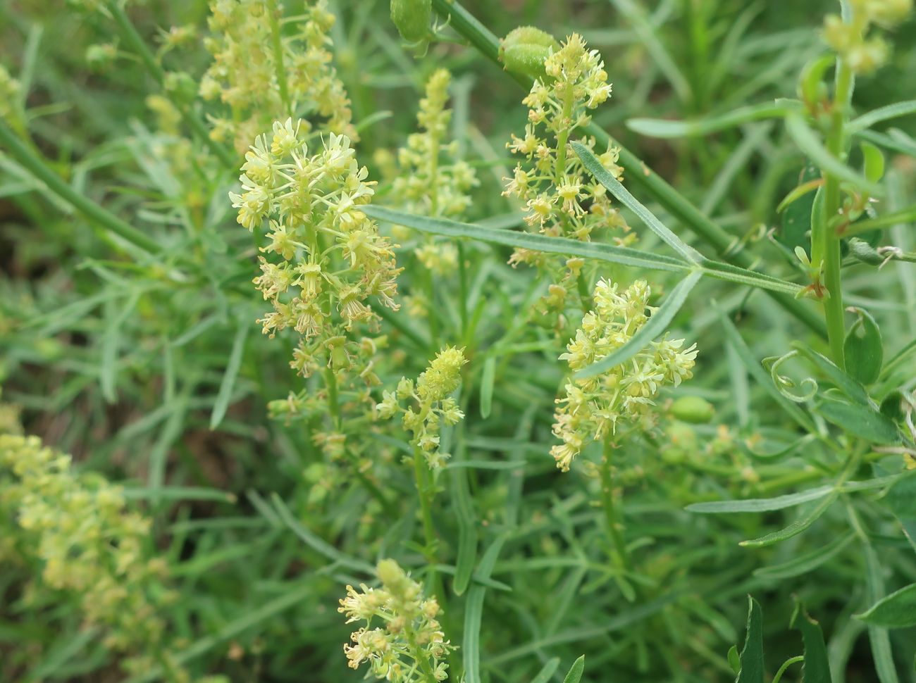 Изображение особи Reseda lutea.