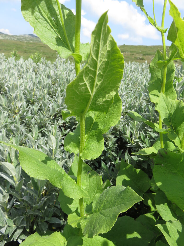 Image of Doronicum austriacum specimen.