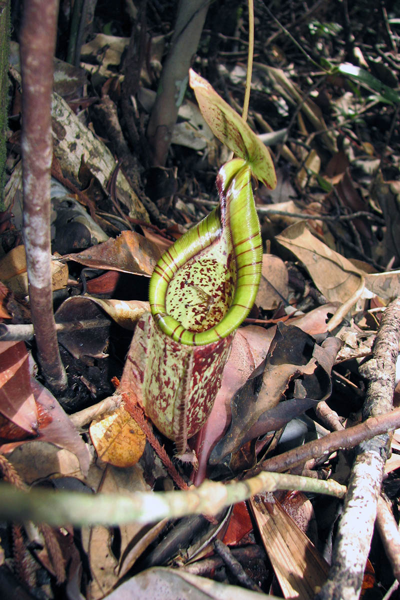 Изображение особи Nepenthes rafflesiana.