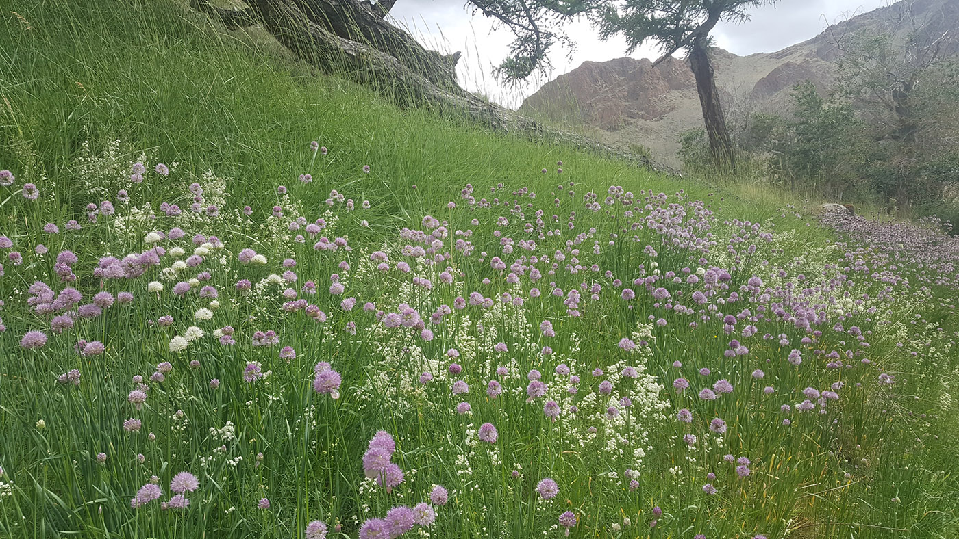 Image of Allium platyspathum specimen.