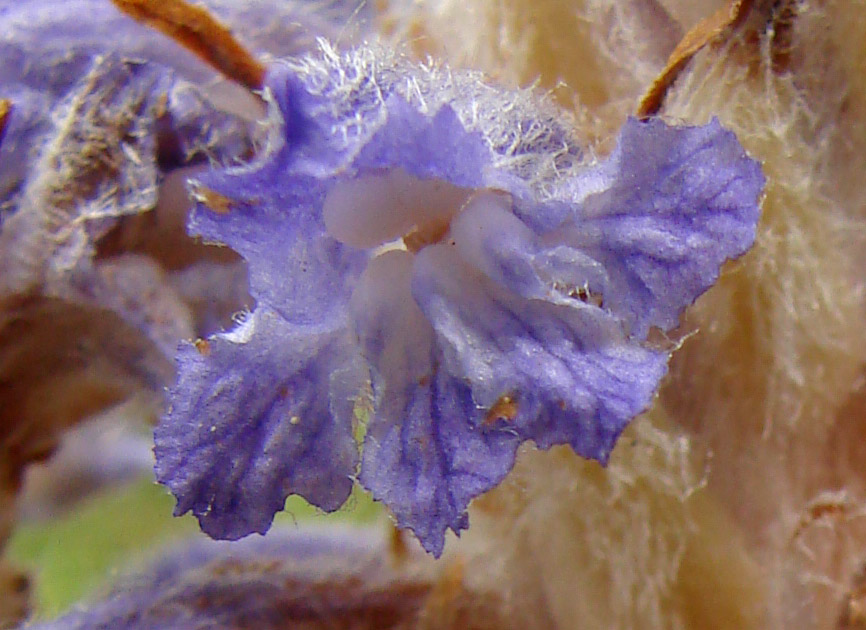 Image of Orobanche coerulescens specimen.