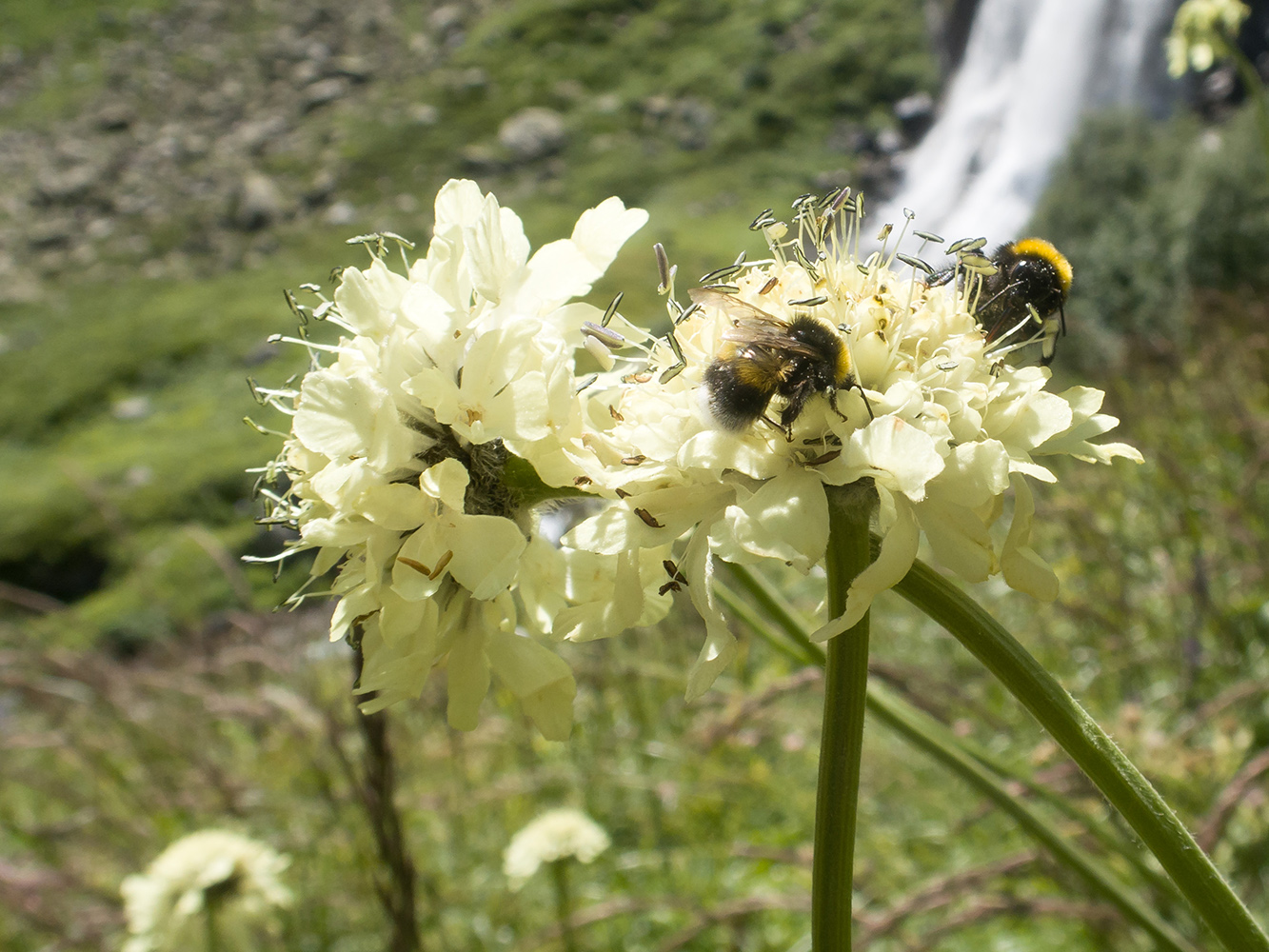 Изображение особи Cephalaria gigantea.