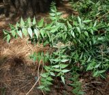 Смотреть изображение Ruscus aculeatus