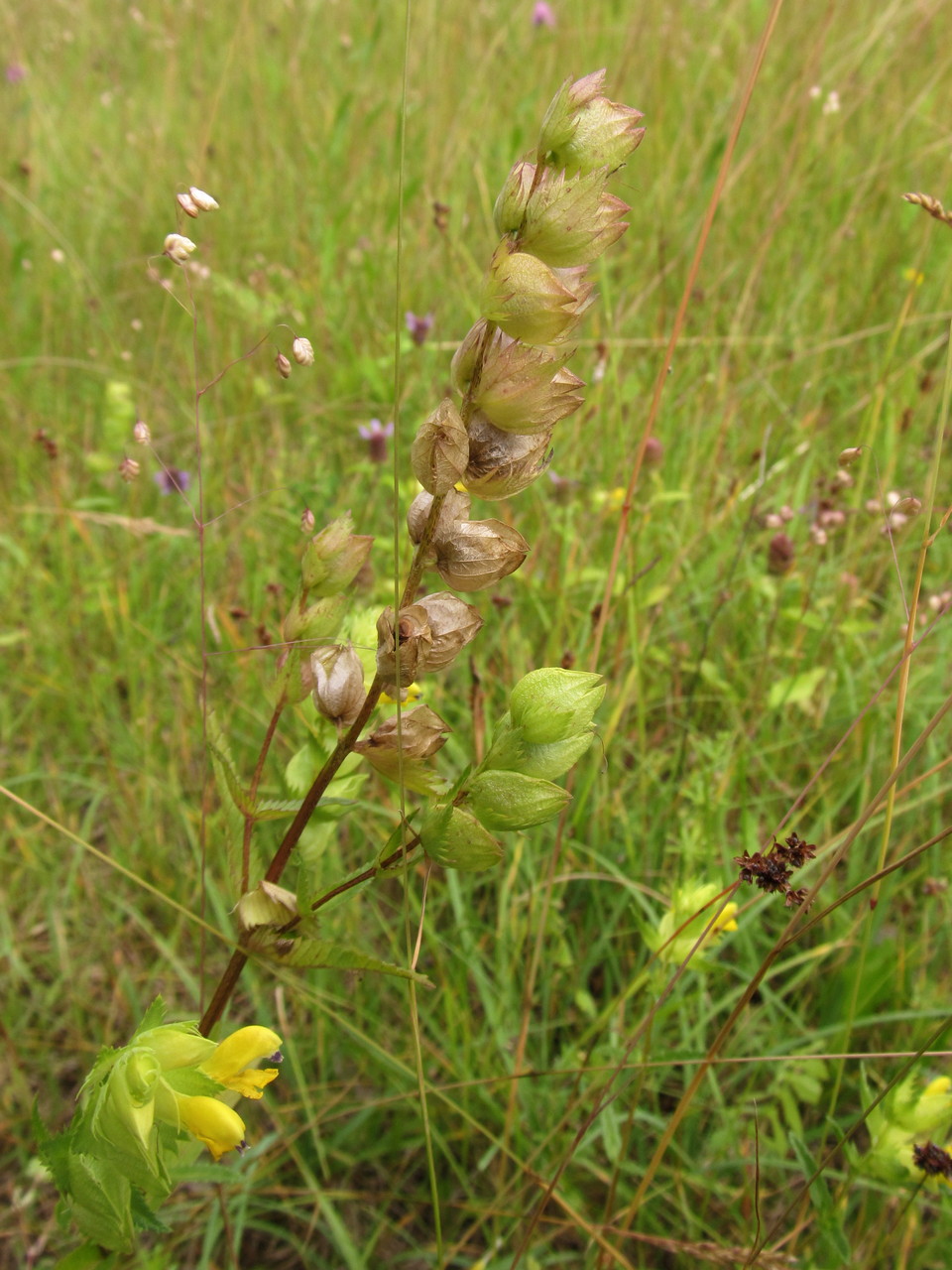 Изображение особи Rhinanthus serotinus.