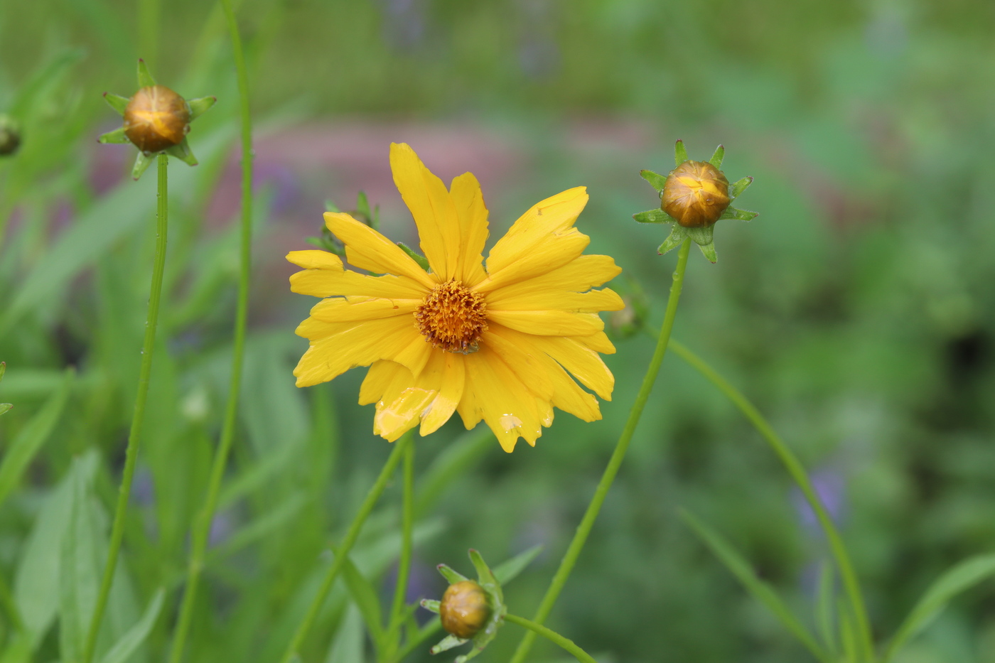 Image of Coreopsis lanceolata specimen.