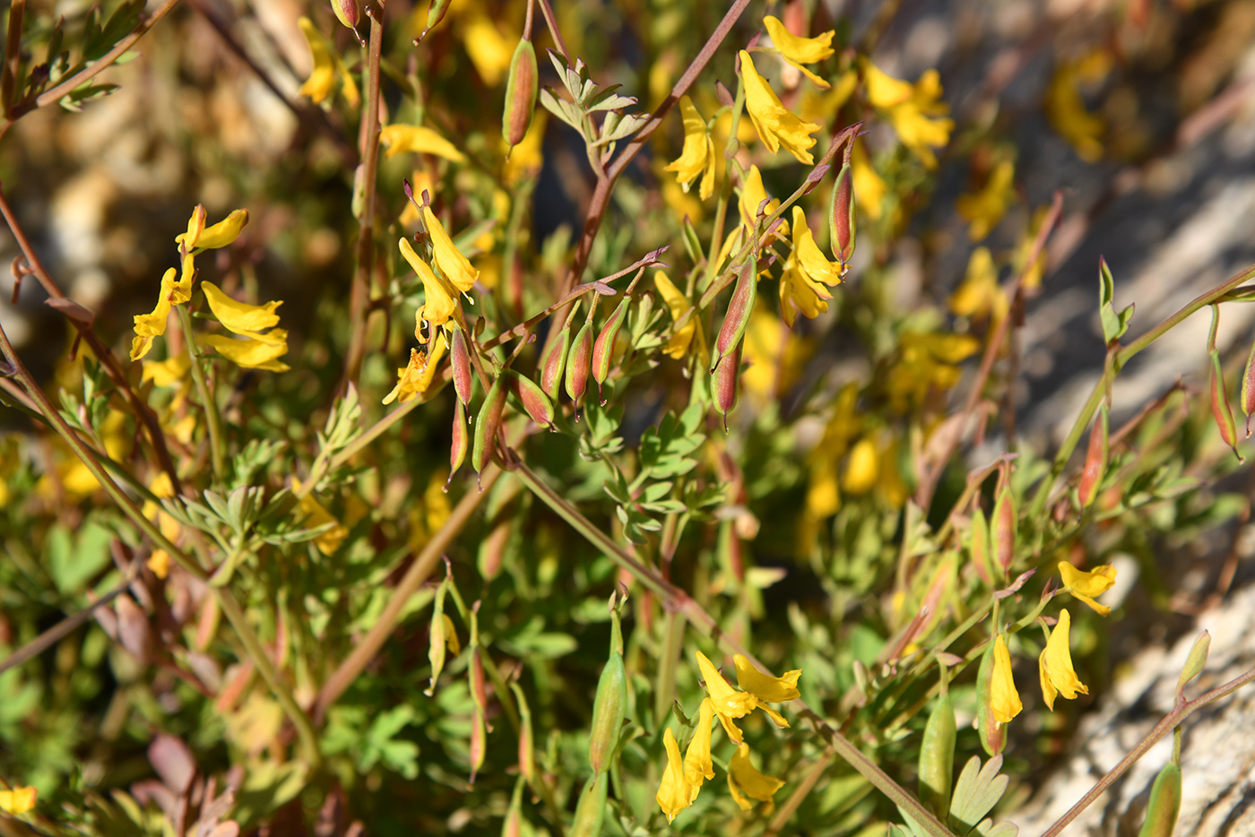 Изображение особи Corydalis impatiens.