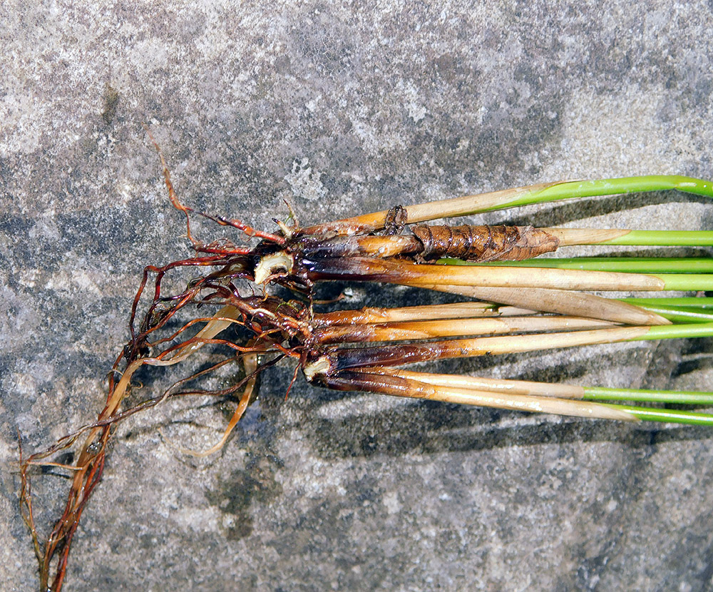 Image of Juncus conglomeratus specimen.