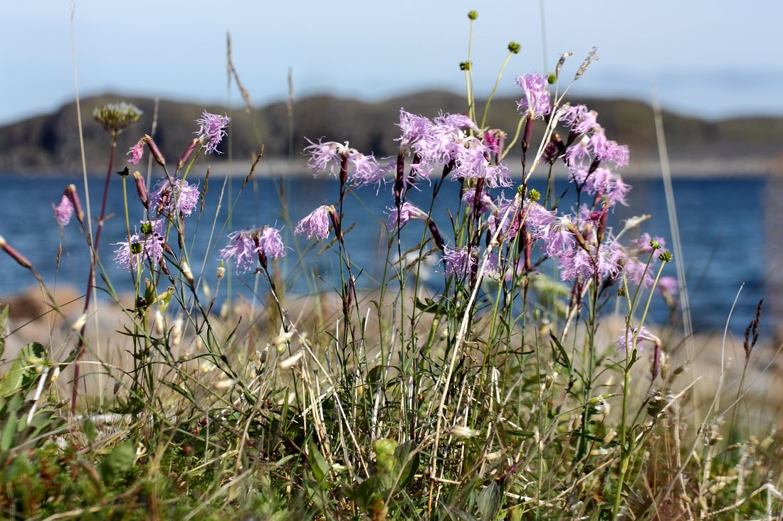 Image of Dianthus superbus specimen.