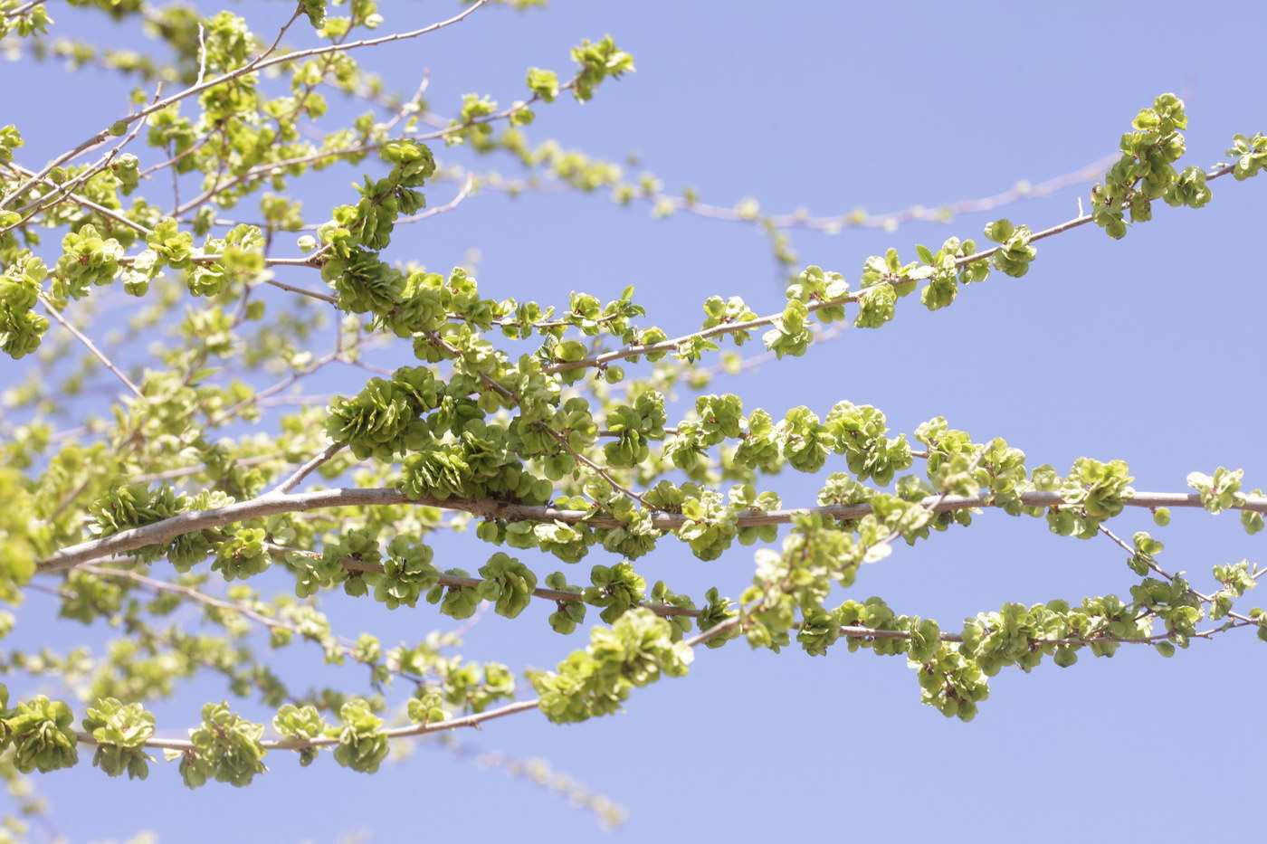 Изображение особи род Ulmus.