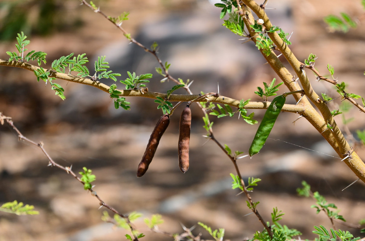 Изображение особи Vachellia farnesiana.