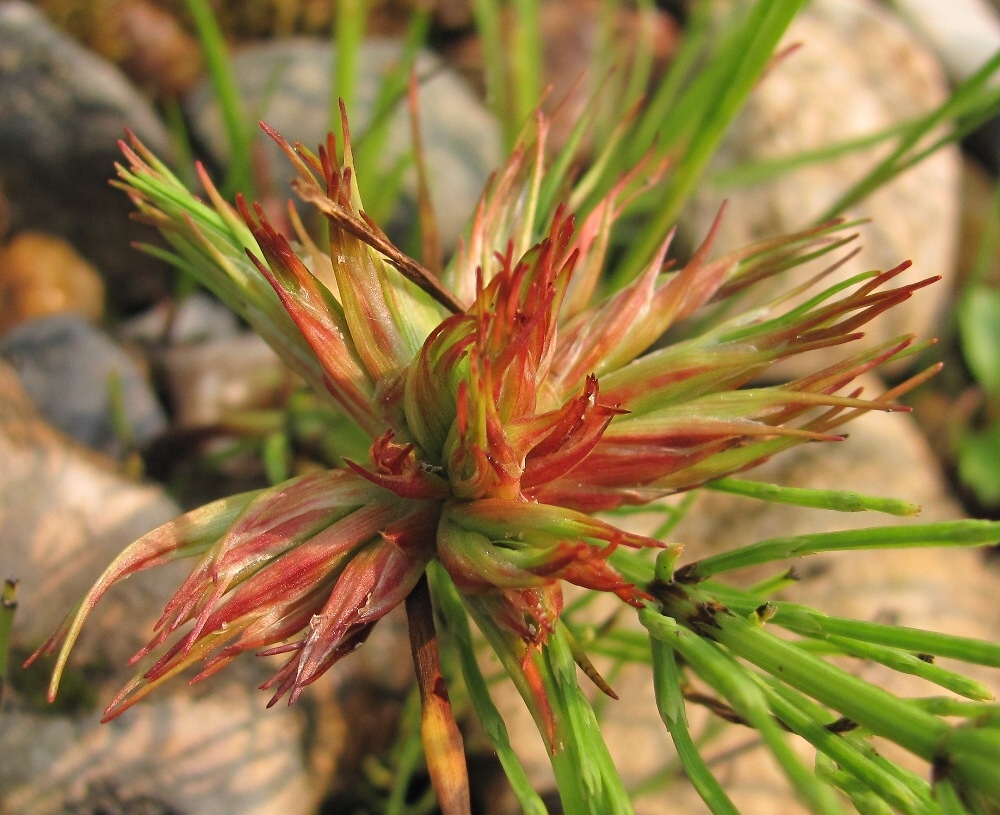 Image of Juncus articulatus specimen.