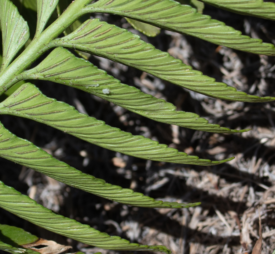 Image of Asplenium decurrens specimen.