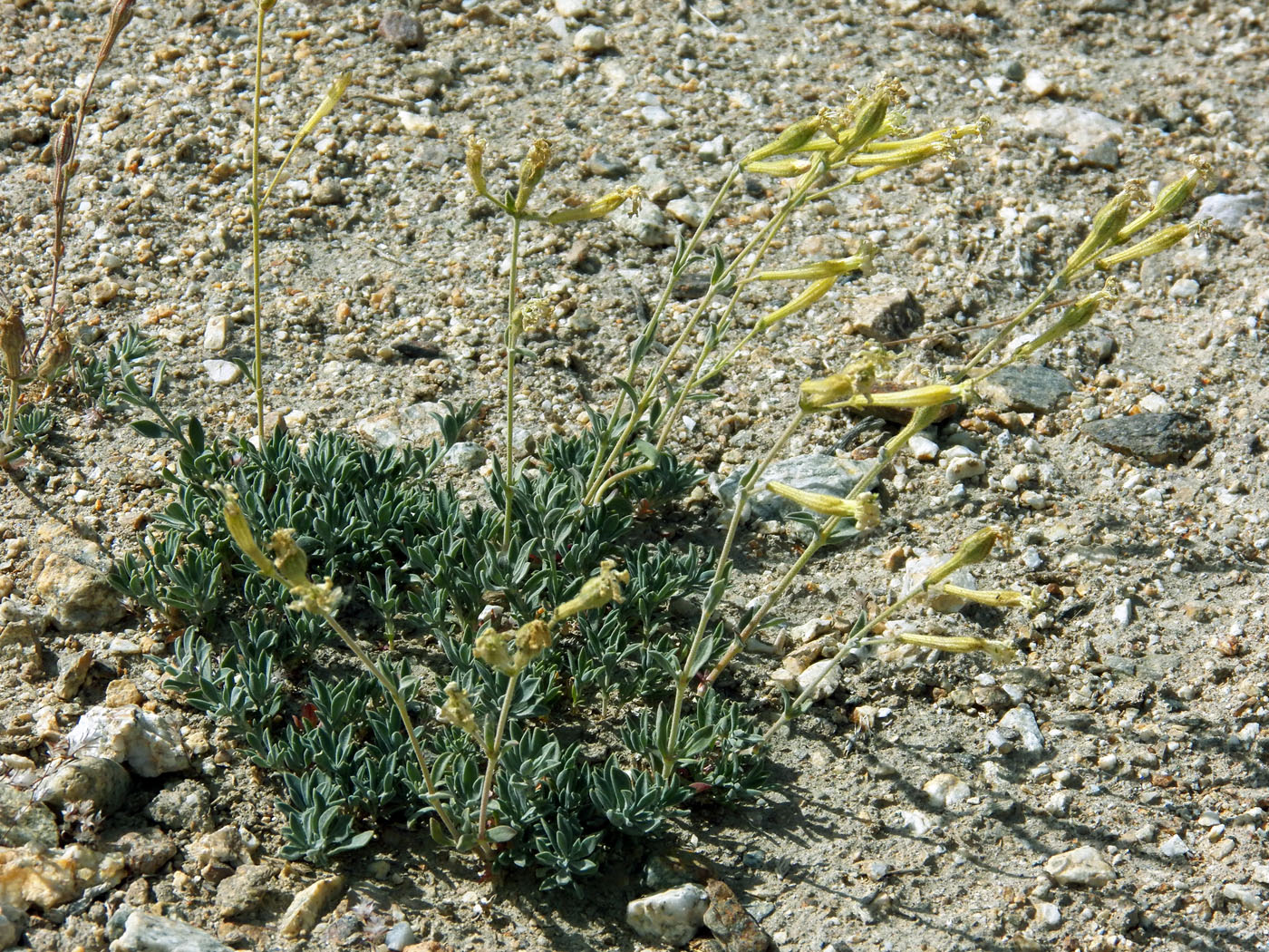 Image of Silene microphylla specimen.