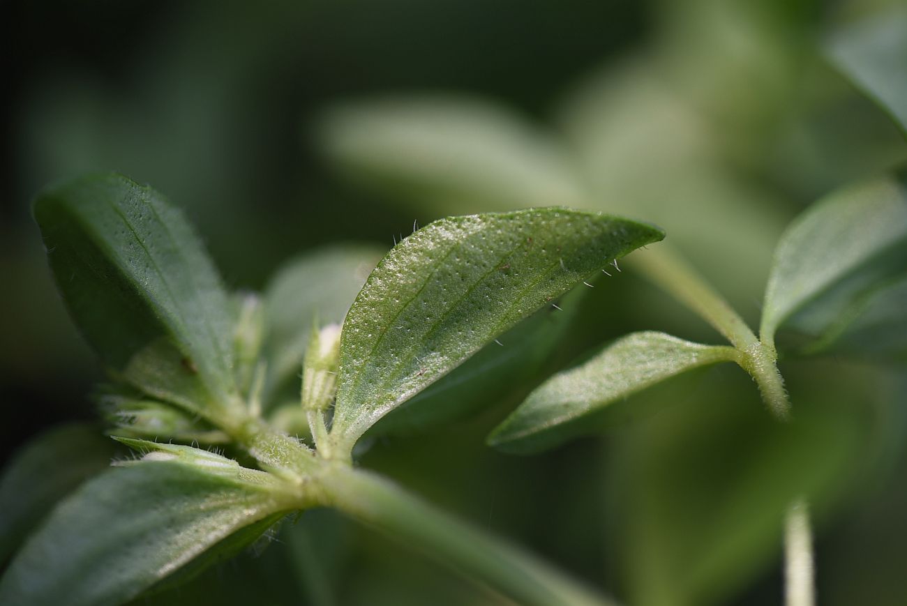 Изображение особи Thymus nummularius.