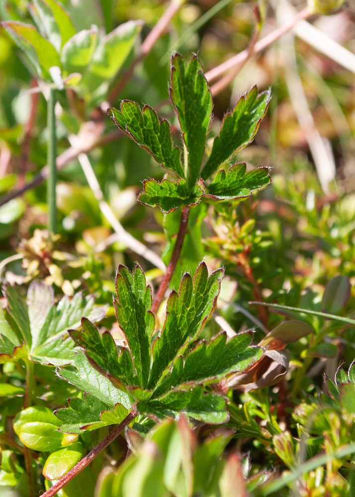 Image of Potentilla crantzii specimen.