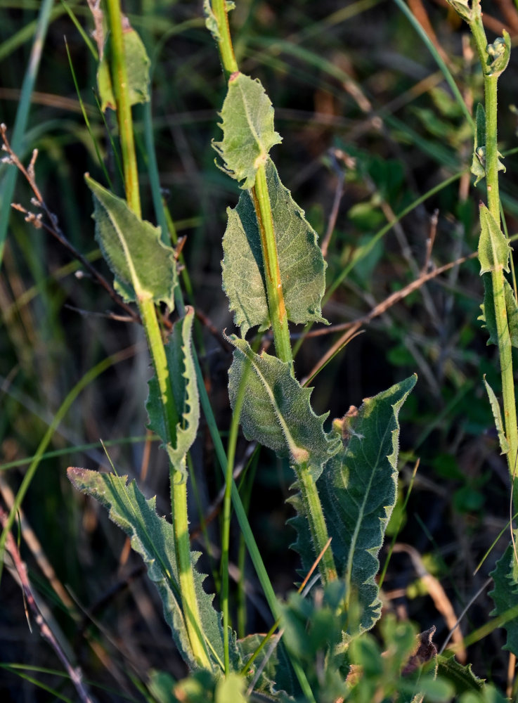 Изображение особи Crepis pannonica.