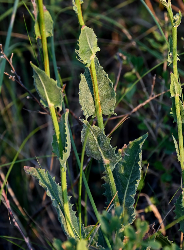 Image of Crepis pannonica specimen.