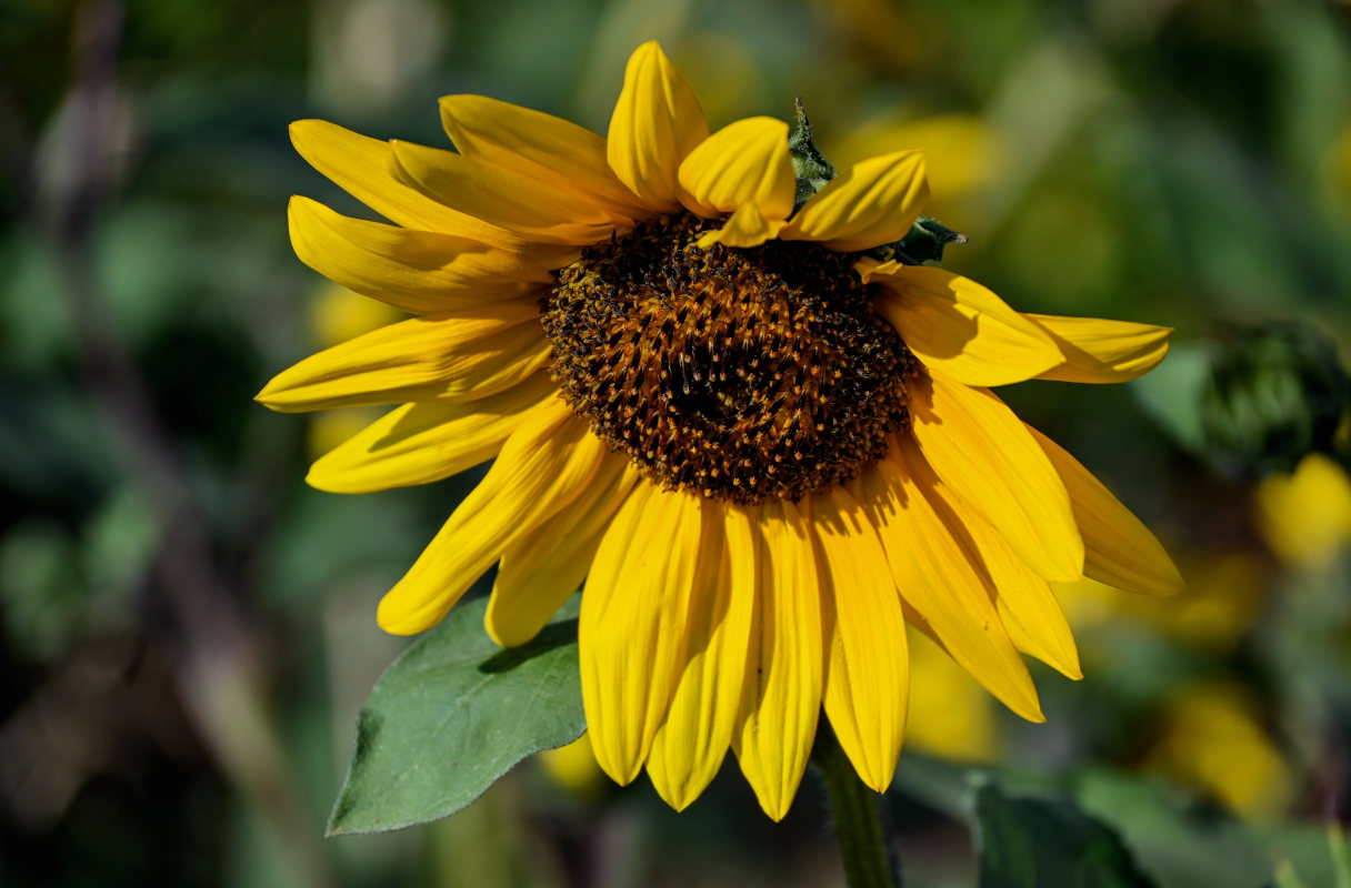 Image of Helianthus annuus specimen.