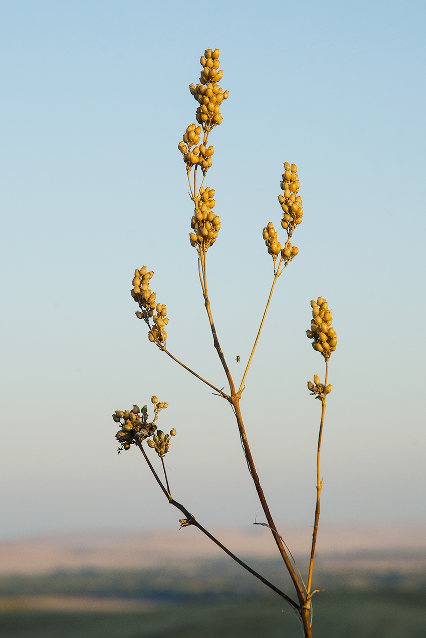 Image of Silene baschkirorum specimen.