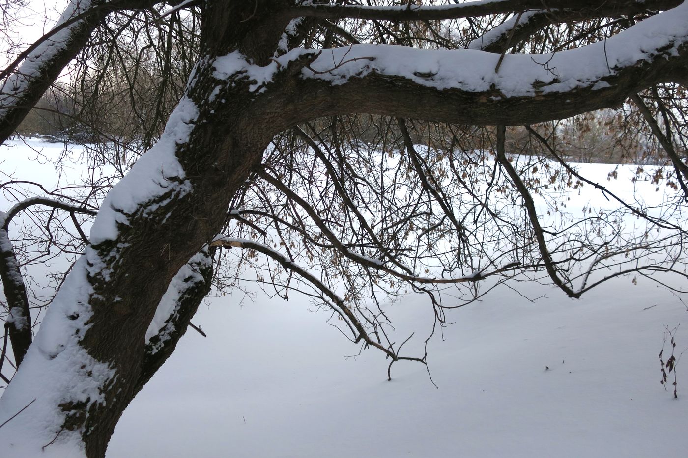 Image of Acer negundo specimen.