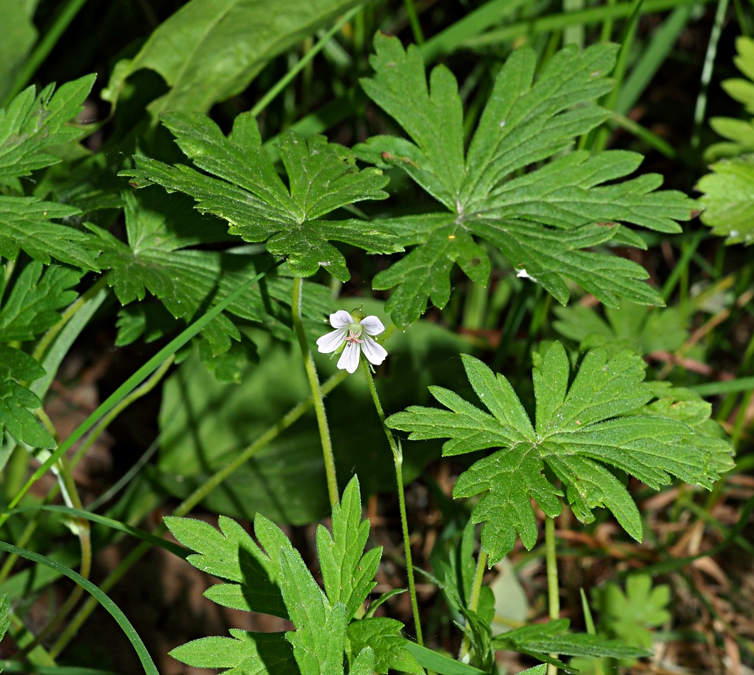 Image of Geranium sibiricum specimen.