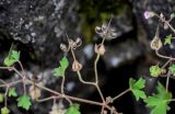 Geranium pusillum. Соплодие со вскрывшимися плодами. Грузия, г. Тбилиси, у подножия скалы. 10.06.2023.