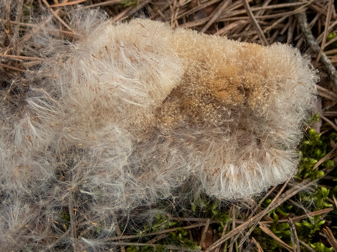 Изображение особи Typha angustifolia.