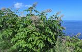 Aralia cordata