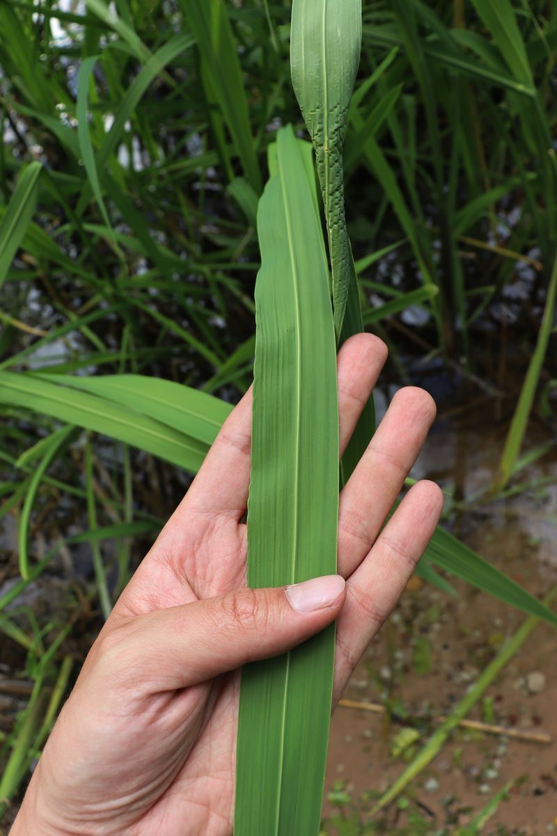 Image of Zizania latifolia specimen.