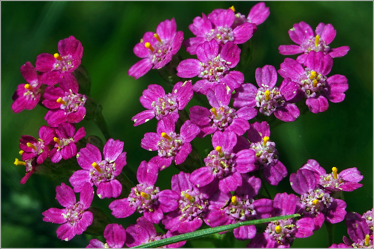 Изображение особи Achillea millefolium.