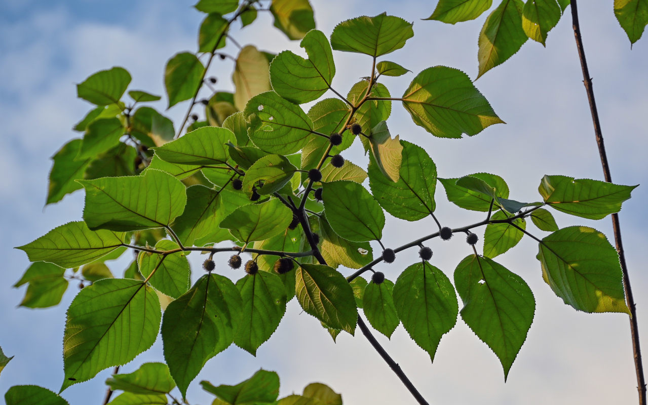 Image of Broussonetia papyrifera specimen.