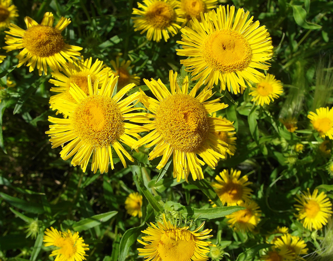 Image of Inula britannica specimen.