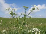 Anthriscus cerefolium. Верхушка цветущего растения. Карачаево-Черкесия, Зеленчукский р-н, гора Джисса, ≈ 1500 м н.у.м., субальпийский луг. 14.06.2024.