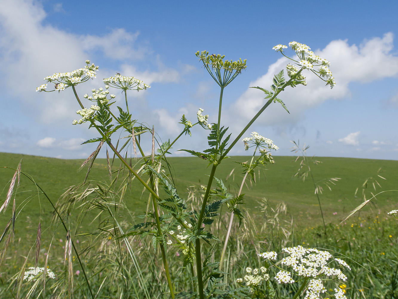 Изображение особи Anthriscus cerefolium.