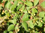 genus Cotoneaster. Часть плодоносящего растения. Карелия, окр. г. Петрозаводск, ур. Чёртов Стул, поляна в сосновом лесу с выходом скальных пород. Июль 2024 г.