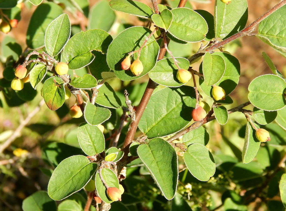 Изображение особи род Cotoneaster.