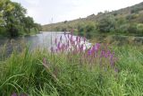 Lythrum salicaria