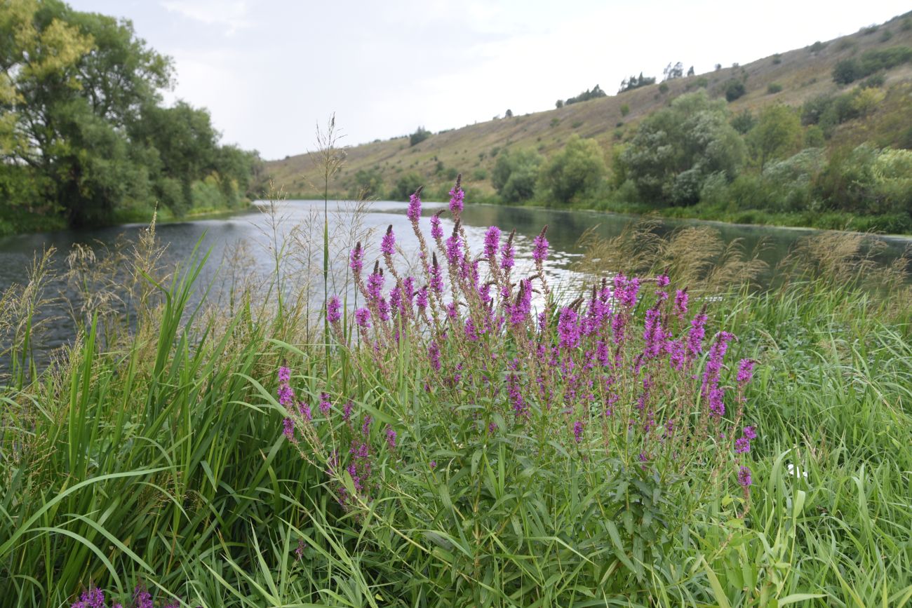 Изображение особи Lythrum salicaria.