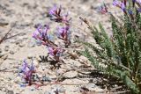 Oxytropis chiliophylla. Побеги с соцветиями. Таджикистан, Горно-Бадахшанская автономная обл., Ишкашимский р-н, Южно-Аличурский хр., дол. оз. Харгуш, выс. ≈ 4254 м н.у.м., песчано-галечниковое дно долины. 3 июля 2024 г.