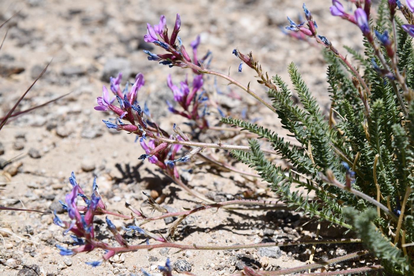 Image of Oxytropis chiliophylla specimen.