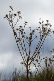 Senecio schwetzowii. Остатки соплодия и отдельные плоды-семянки. Самарская обл., Камышлинский р-н, 1171-й километр трассы М-5 Урал, берег р. Телегас, луг. 8 сентября 2023 г.