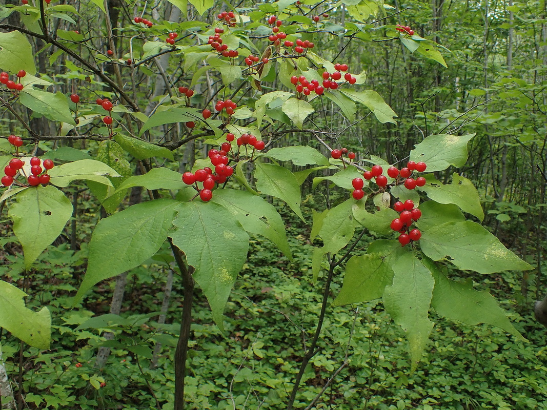 Изображение особи Lonicera chrysantha.